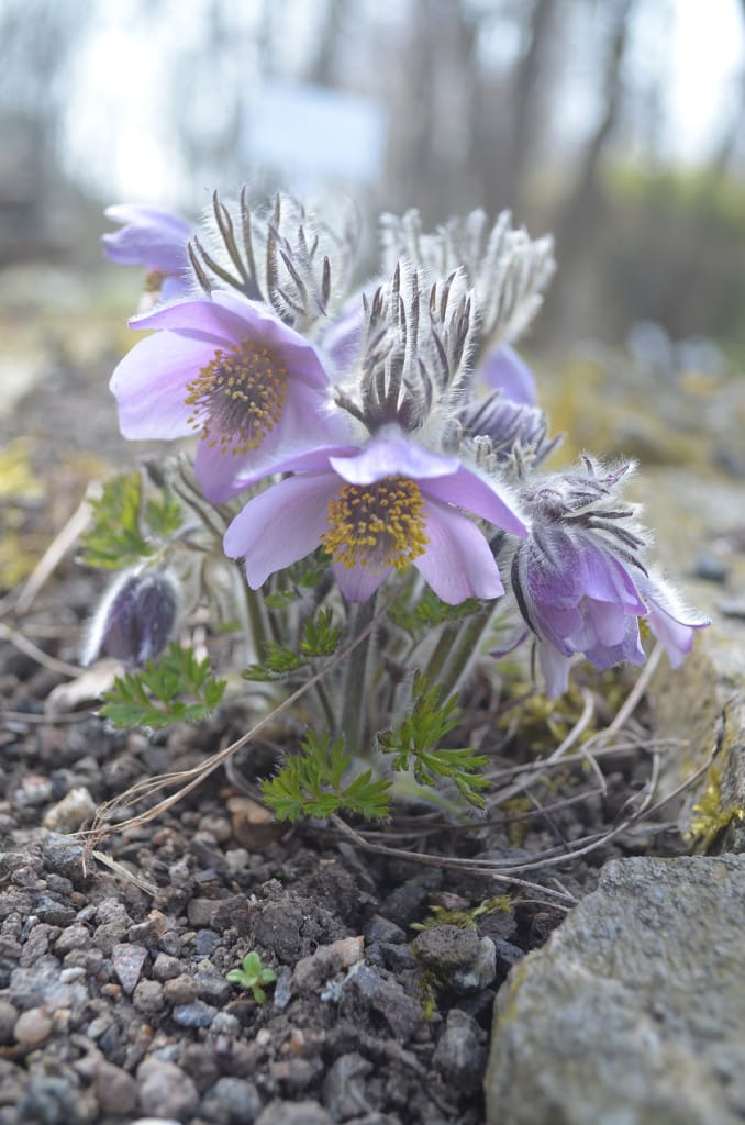 Botanischer Garten der Universität seine Tore